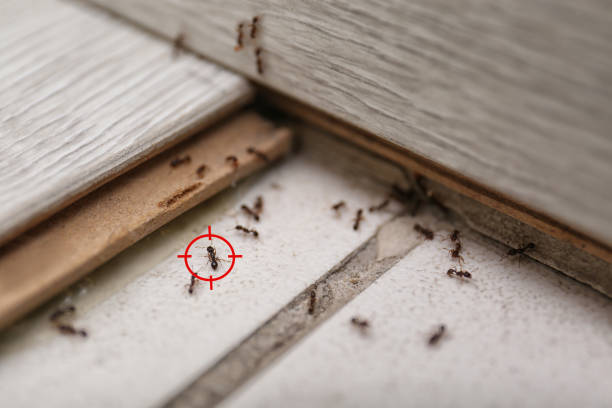 Best Best Pest Control Near Me  in Bacliff, TX