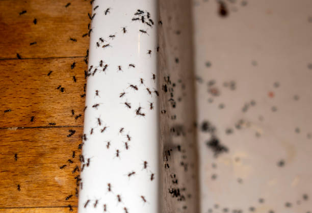 Best Flea Control Services  in Bacliff, TX